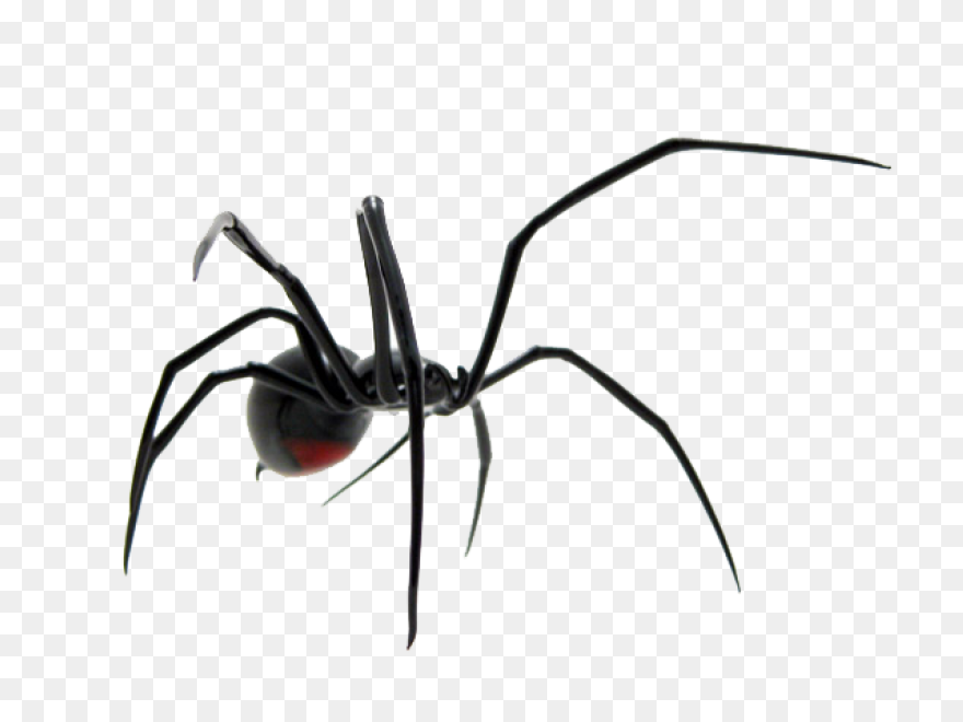 Black Widow Spider - Free Vector Gr
