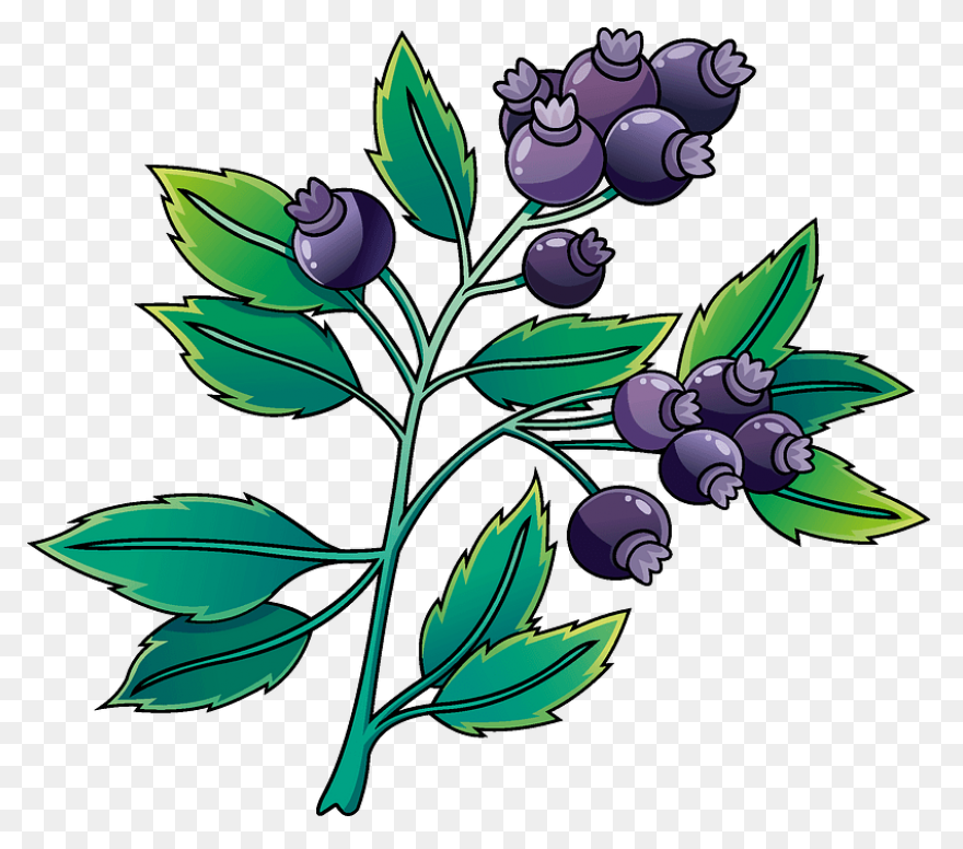 Berries, Berry, Blueberry, Fruit, N