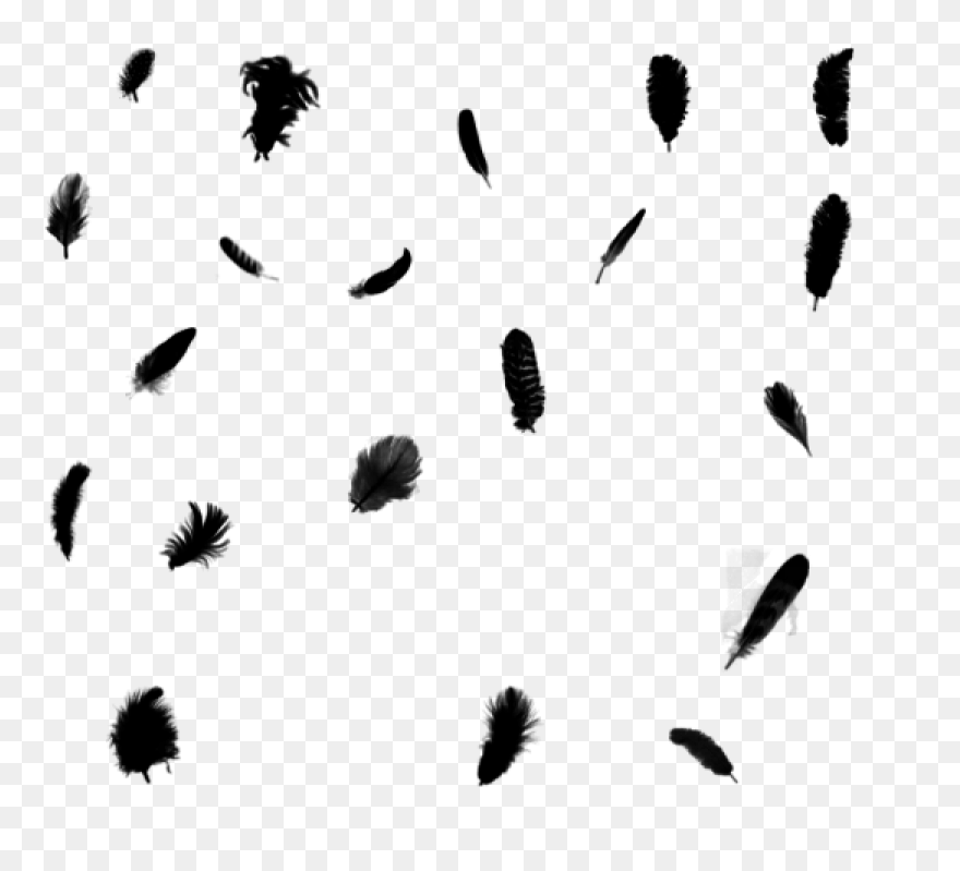 Bird Black And White Leaf Feather C