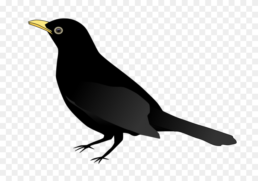 Blackbird Clipart Sparrow - Black B