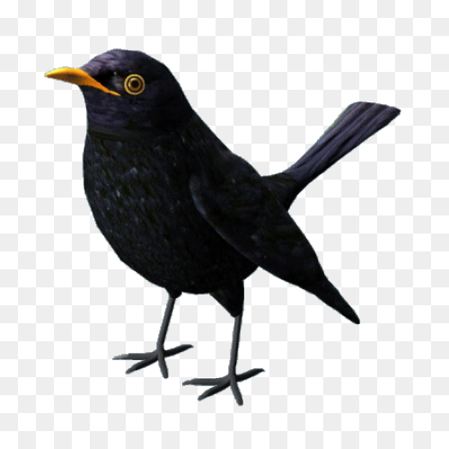 Blackbird Clipart Sparrow - Black B
