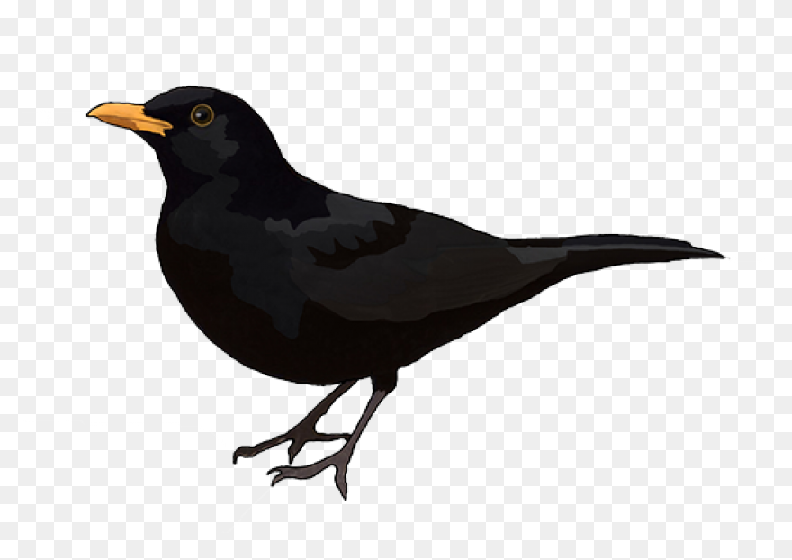 Blackbird Clipart Sparrow - Black B