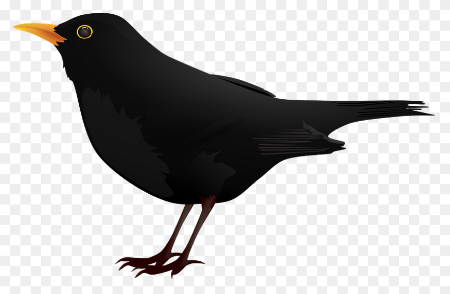 Blackbird Clipart Sparrow - Black B