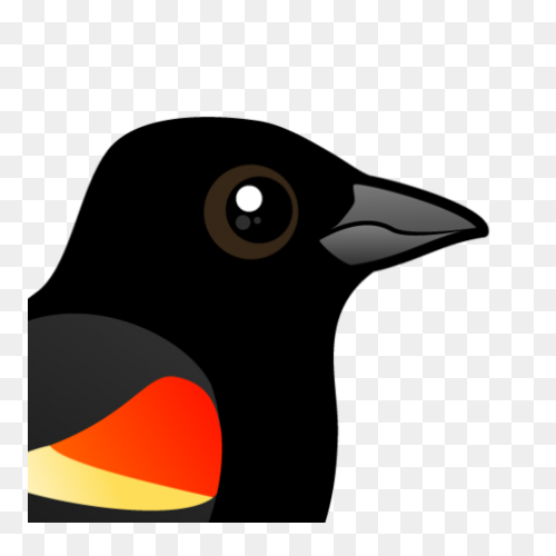 Blackbird Clipart Sparrow - Black B