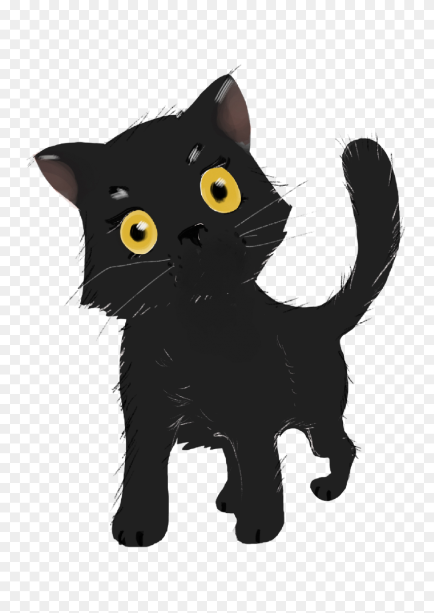 Cat Cat Black And White Black Cat C