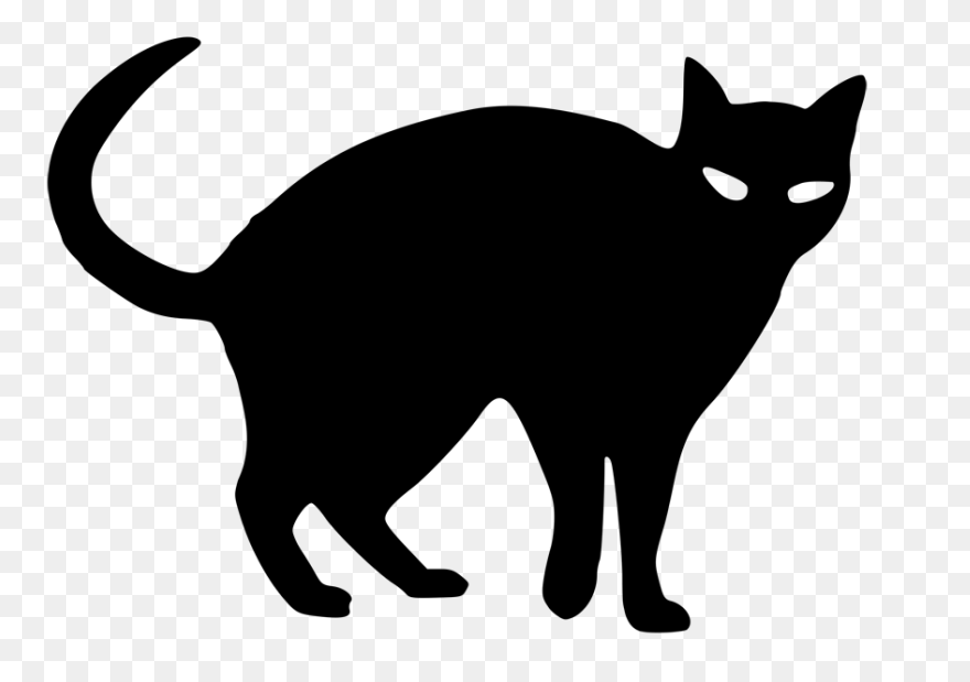 Cat Cat Black And White Black Cat C
