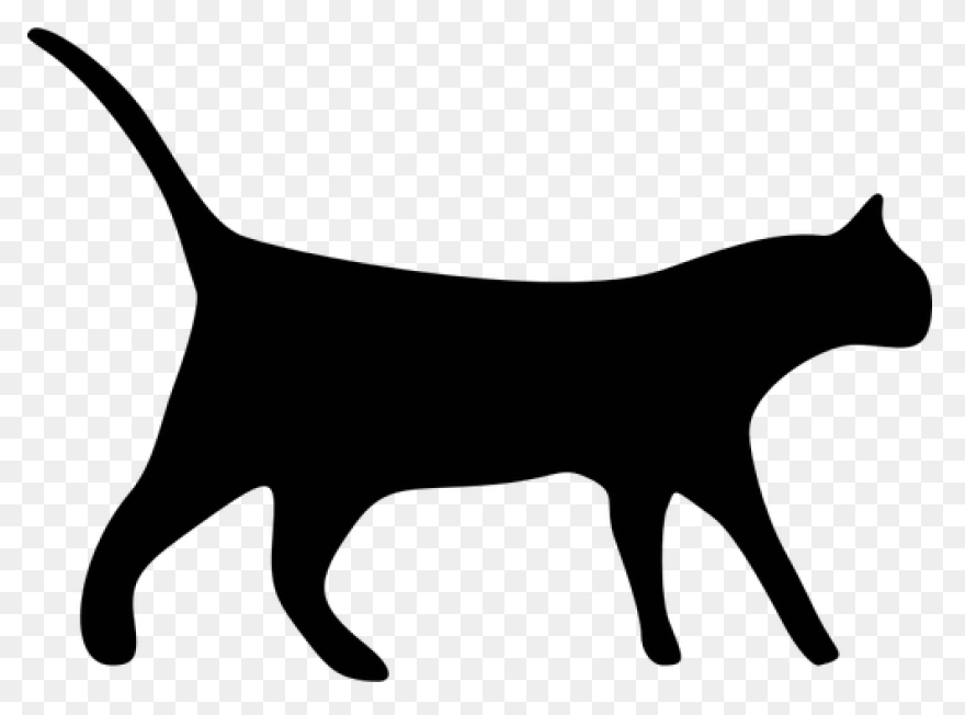 Cat Cat Black And White Black Cat C