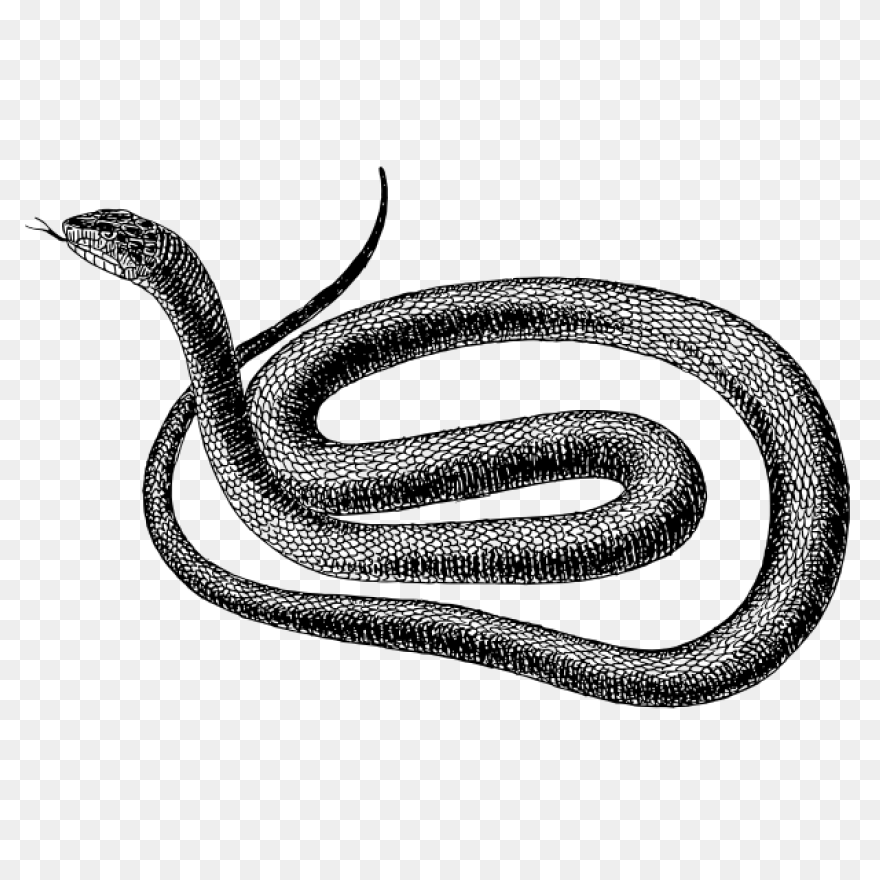 Snake Outline Coloring Pages Snake 