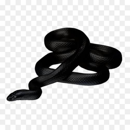 Snake Outline Coloring Pages Snake 