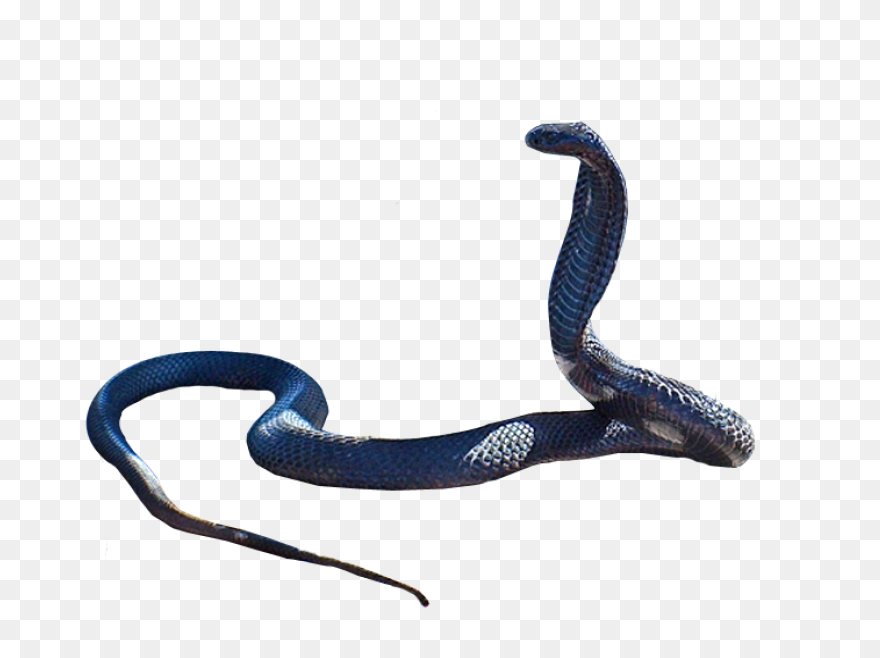 Snake Outline Coloring Pages Snake 