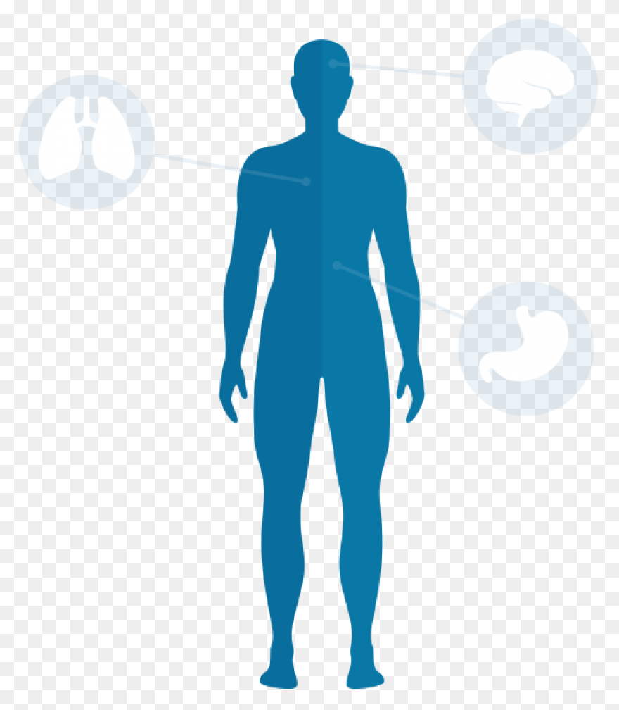 Human Body Clip Art By Phillip Mart