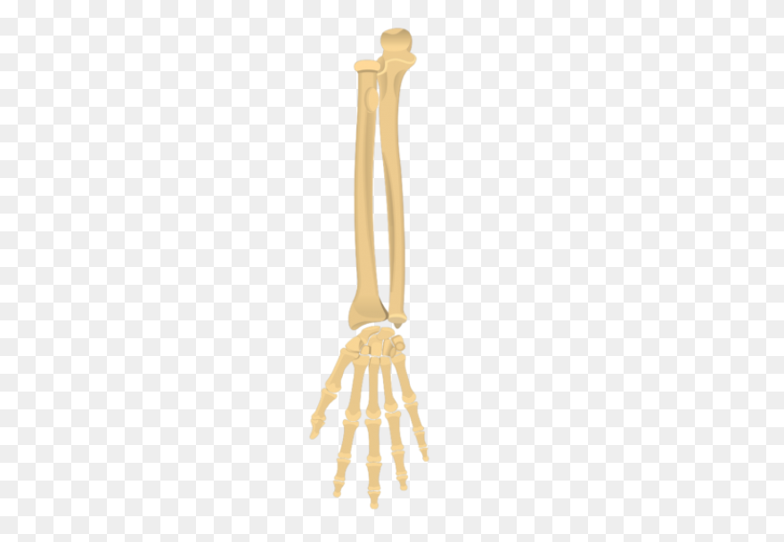 Bone Clipart. Free Download Transpa