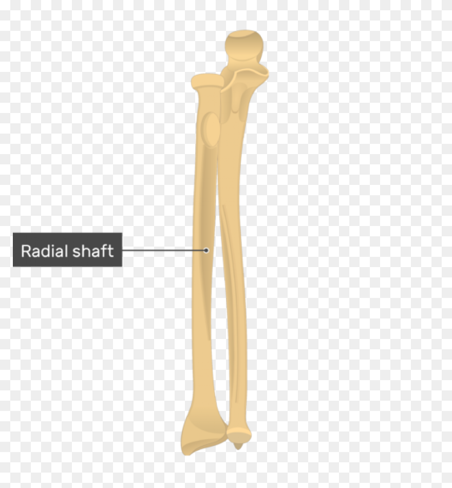 15+ Bone View Radius And Ulna Bones Anatomy PNG Clip Art Images