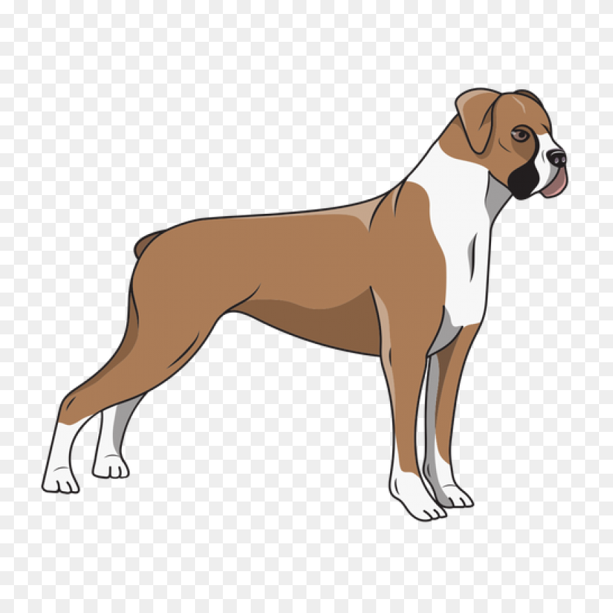 Boxer Vector & Templates | - Boxer