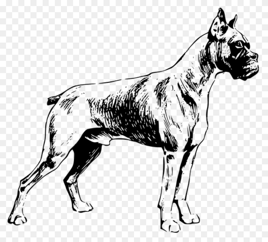 Boxer Vector & Templates | Ai, 