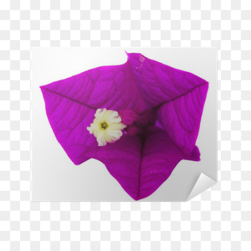 Bougainvillea Flowers Canvas Print 