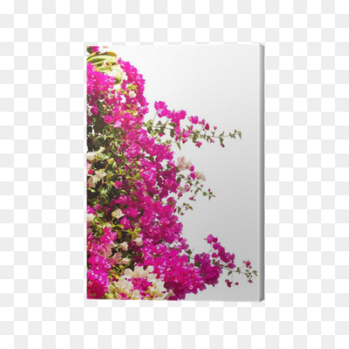 Bougainvillea Flowers Canvas Print • - Bougainvillea