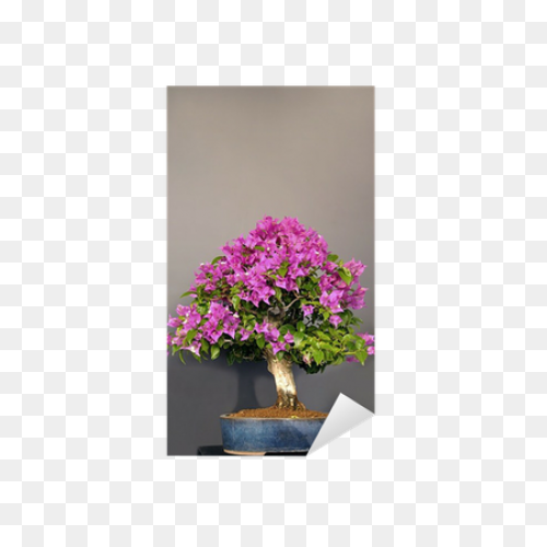 Bougainvillea Flowers Canvas Print 