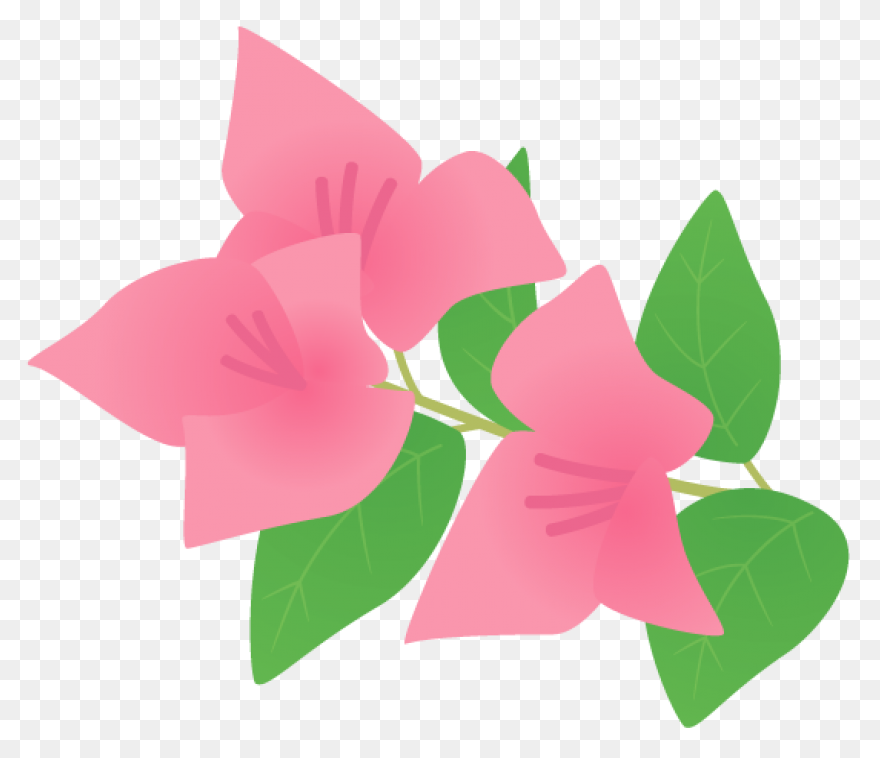 Bougainvillea Flowers Canvas Print 