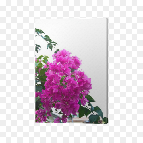 Bougainvillea Flowers Canvas Print 