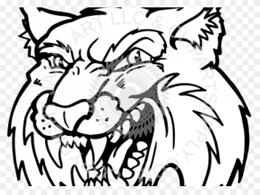 Bobcat Clipart. Free Download Trans
