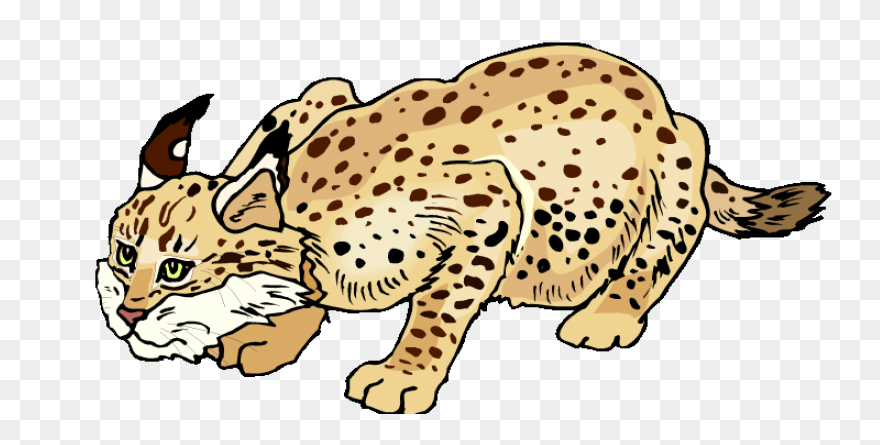 Bobcat Clipart. Free Download Trans