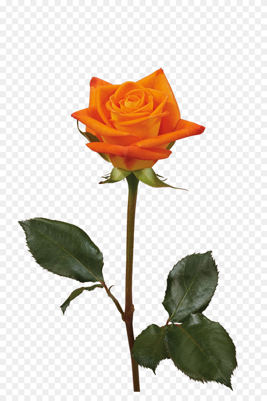 Bouquet Flower Rose - Free Vector G