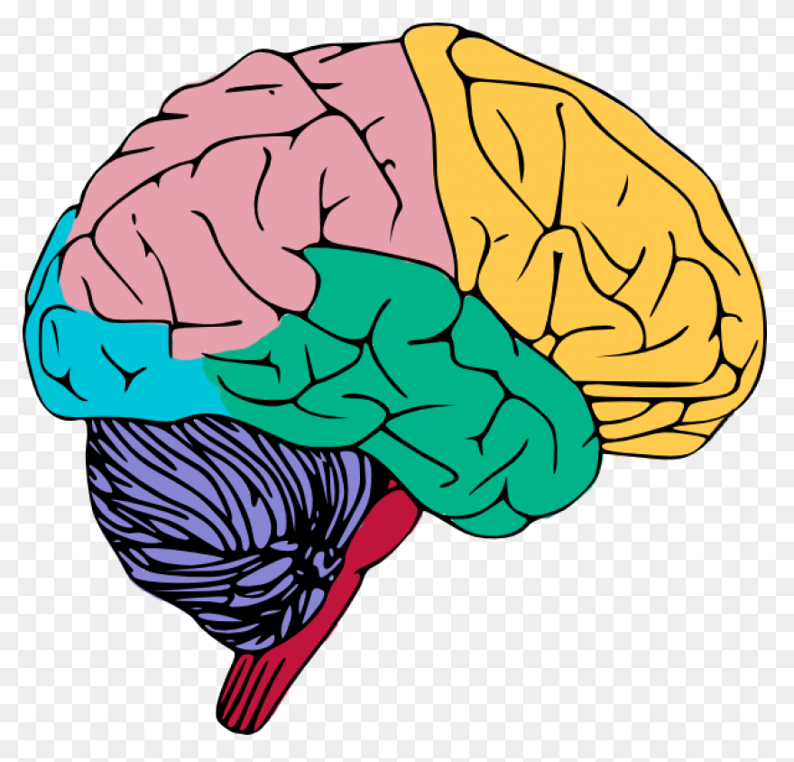 Lightbulb Clipart Human Brain - Bra