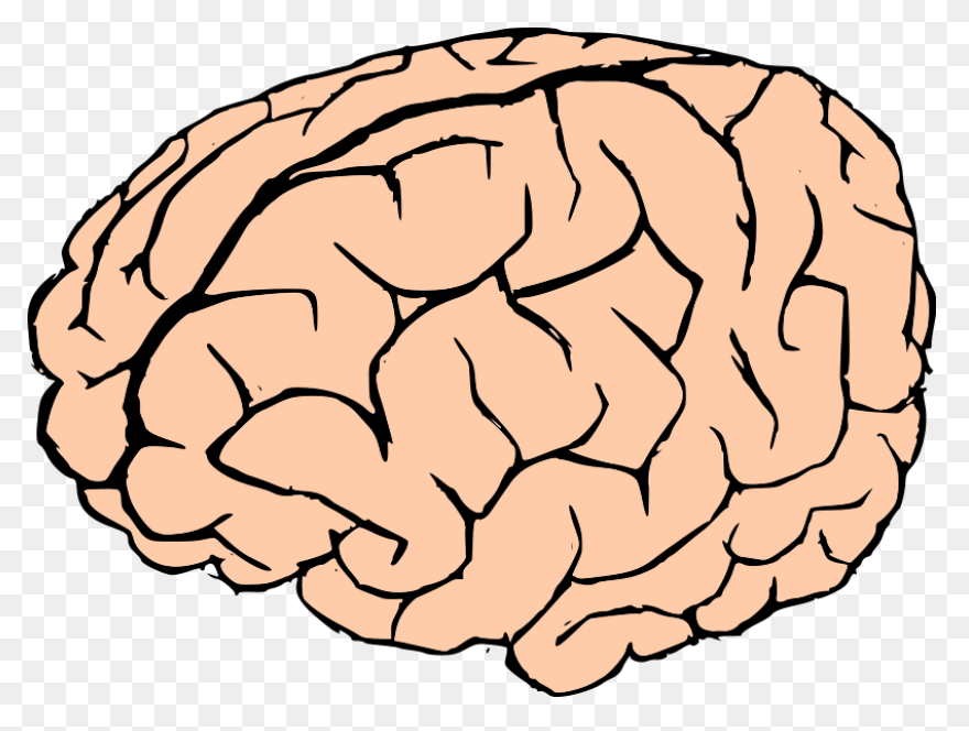 Lightbulb Clipart Human Brain - Bra
