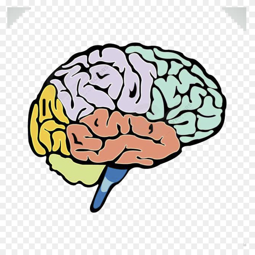 Lightbulb Clipart Human Brain Brain - Brain