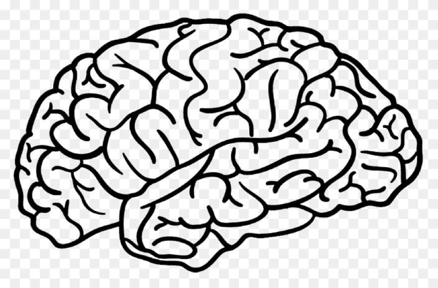 Lightbulb Clipart Human Brain - Bra