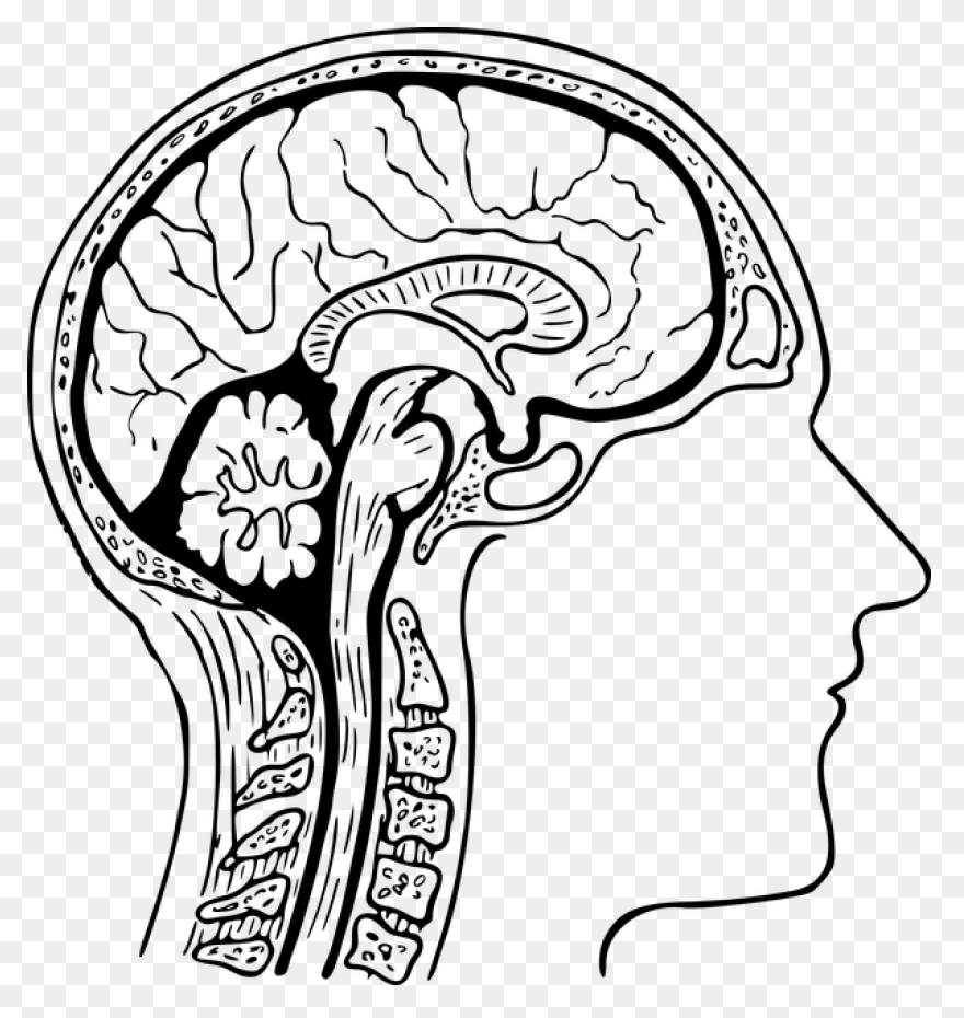 Lightbulb Clipart Human Brain - Bra