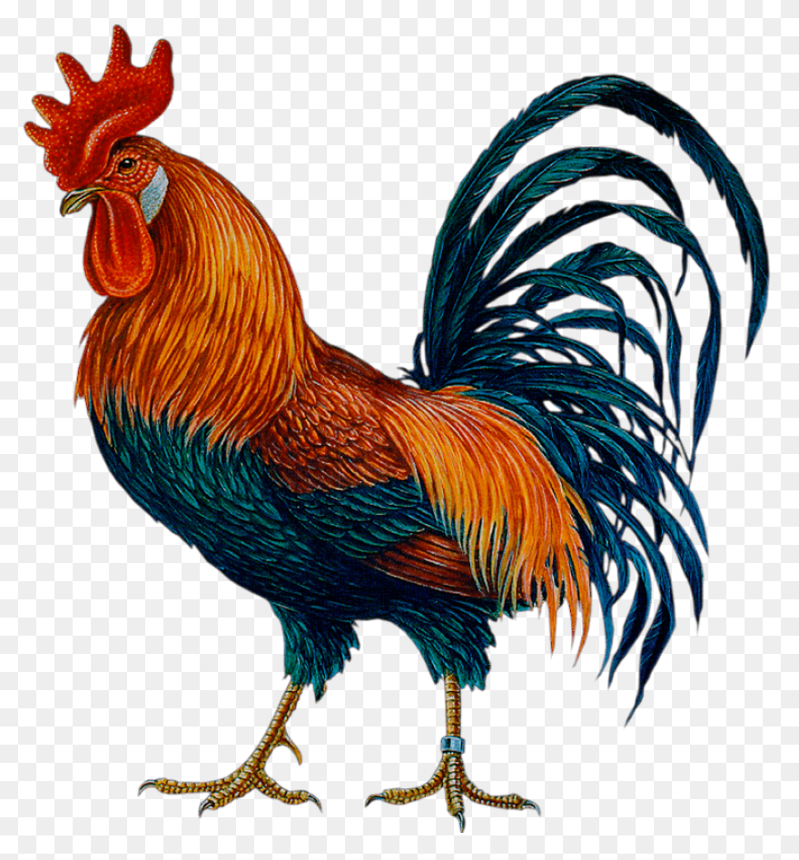 Broiler Chicken Png - Broiler Chicken