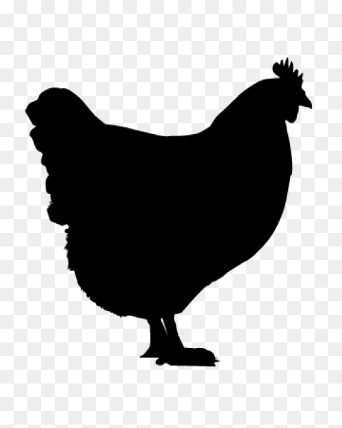 Broiler Chicken Png,