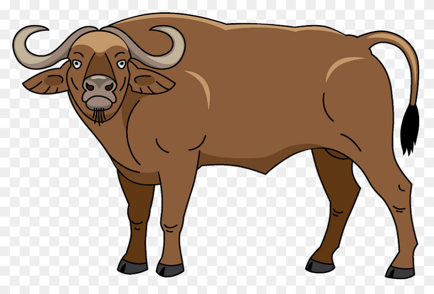 How To Draw Buffalo - Draw A Buffal