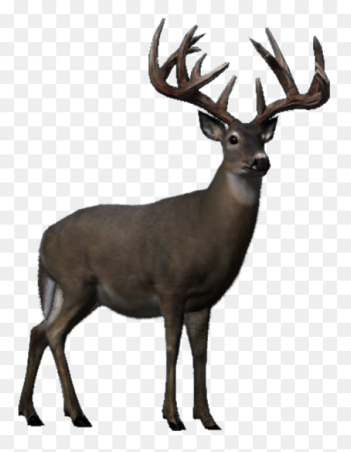 Buck Deer Png Clipart For - Buck