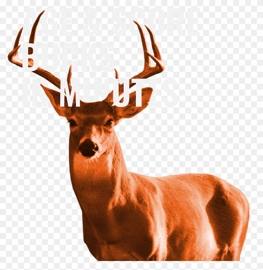 Patented Digital Antler Scoring App