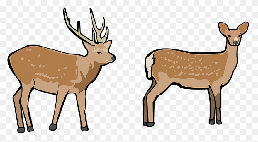 Patented Digital Antler Scoring App