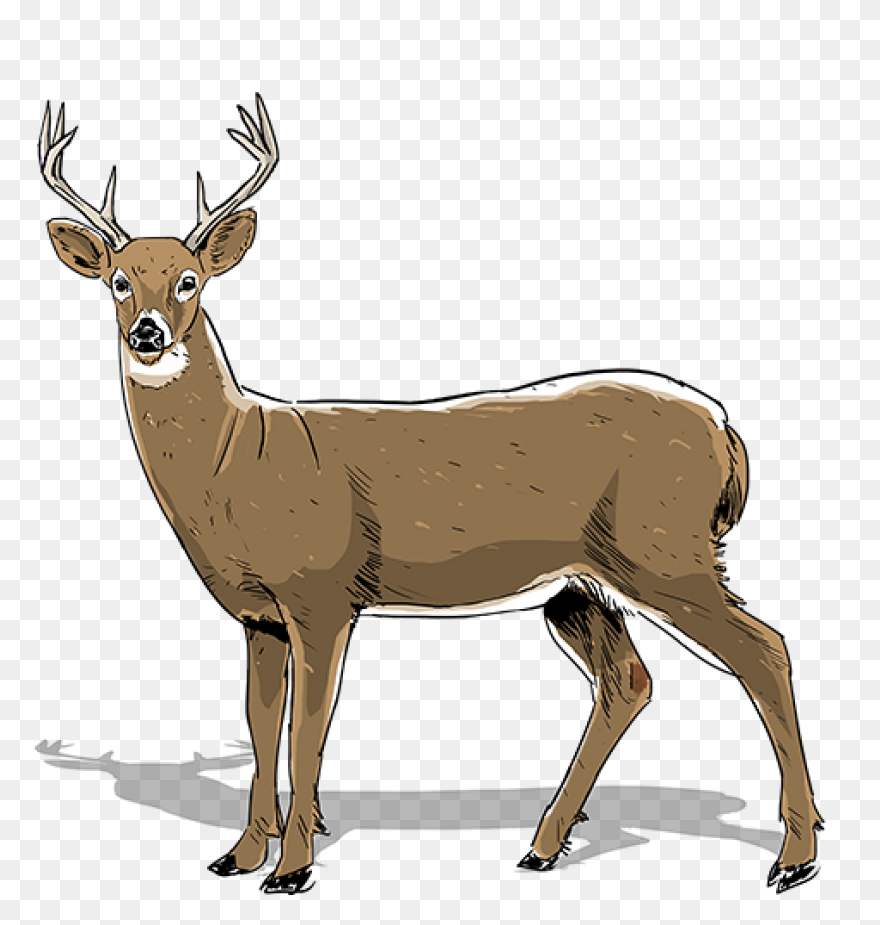 Patented Digital Antler Scoring App