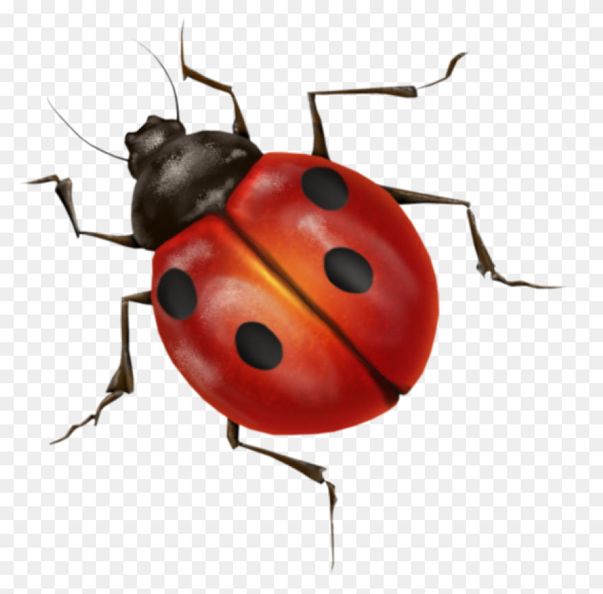 Lightning Bug Clip Art - ClipartFla
