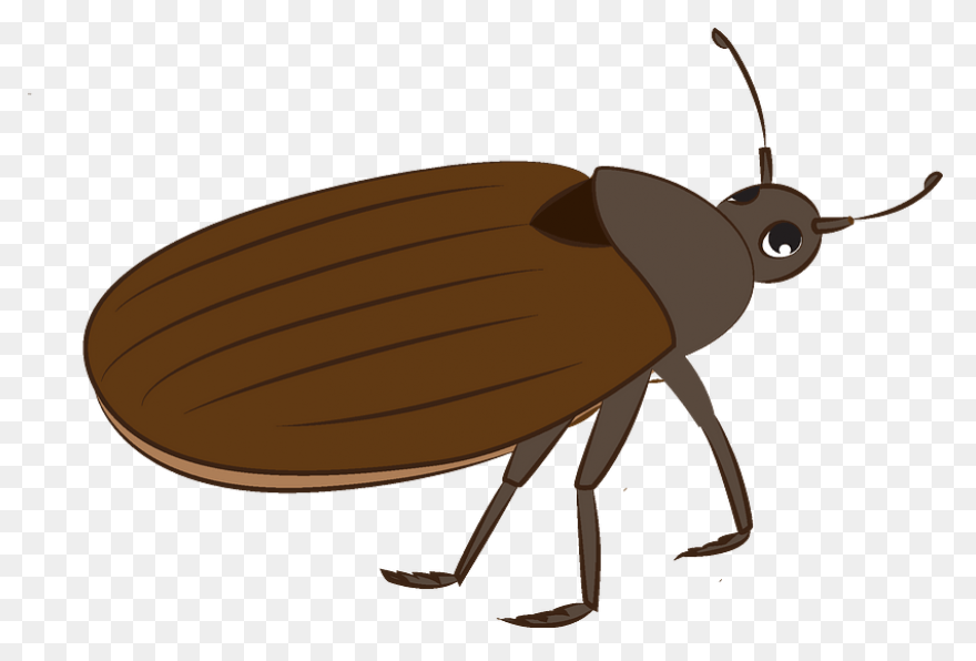 Bug Clipart. Free Download .png - Bug