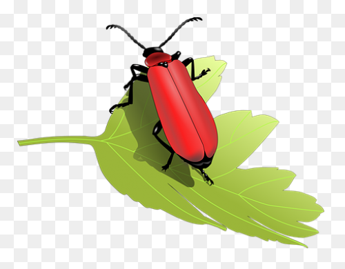 Lightning Bug Clip Art - ClipartFla