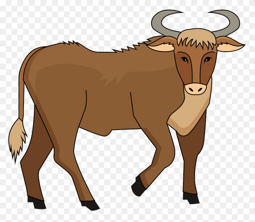 Cartoon Clipart Bull - ClipartFlare