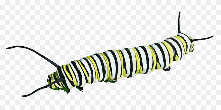 Caterpillar Monarch Butterfly - Fre