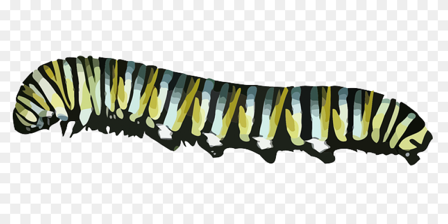 Caterpillar Monarch Butterfly Free Vector - Caterpillar