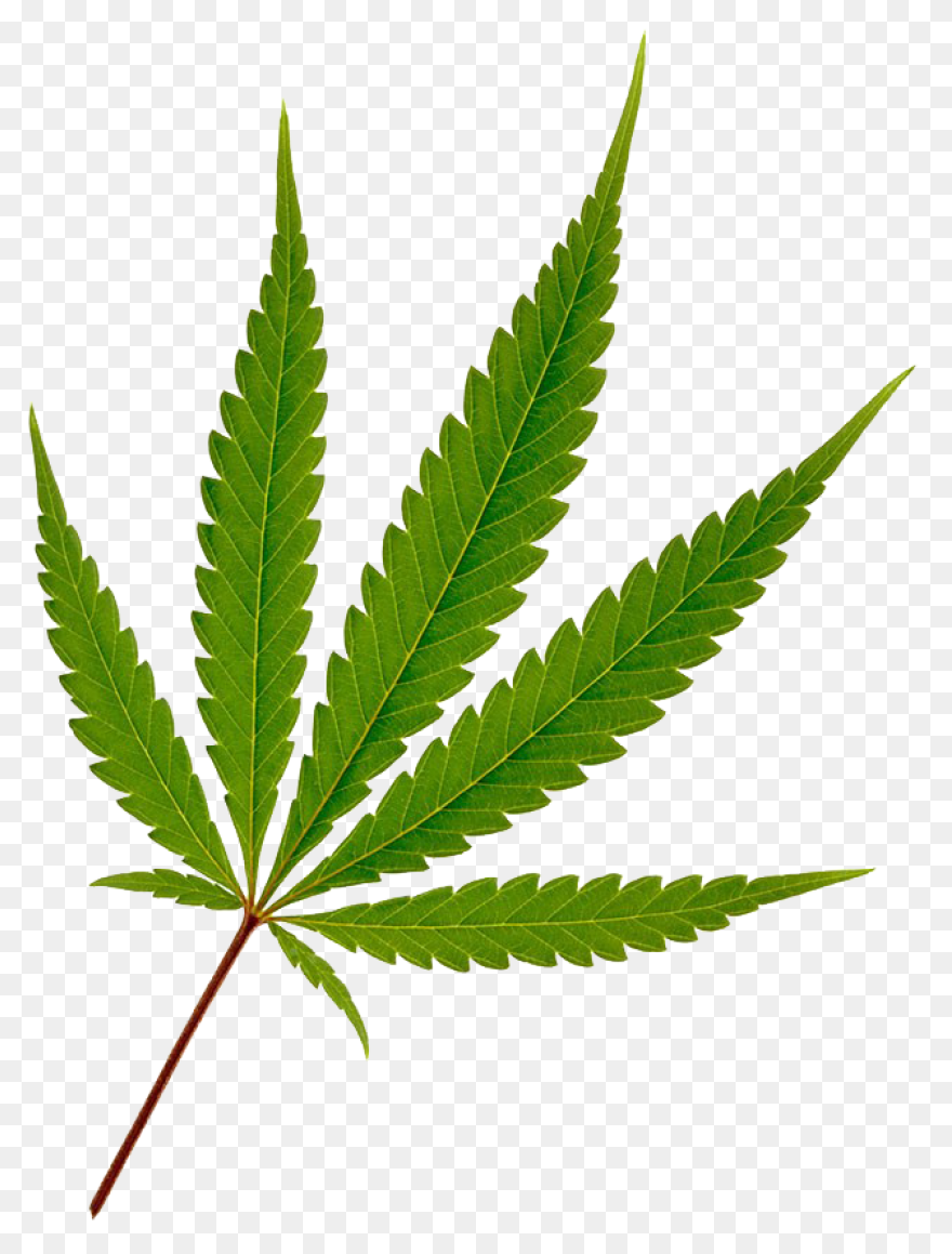 600  Free Cannabis & Marijuana 