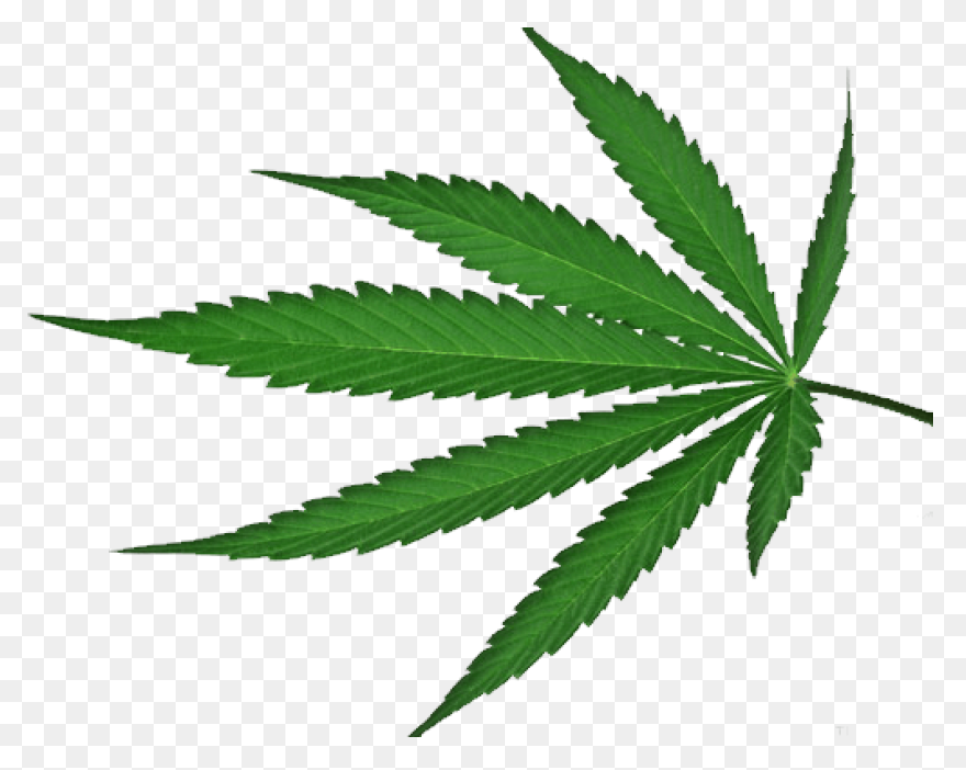 600  Free Cannabis & Marijuana 