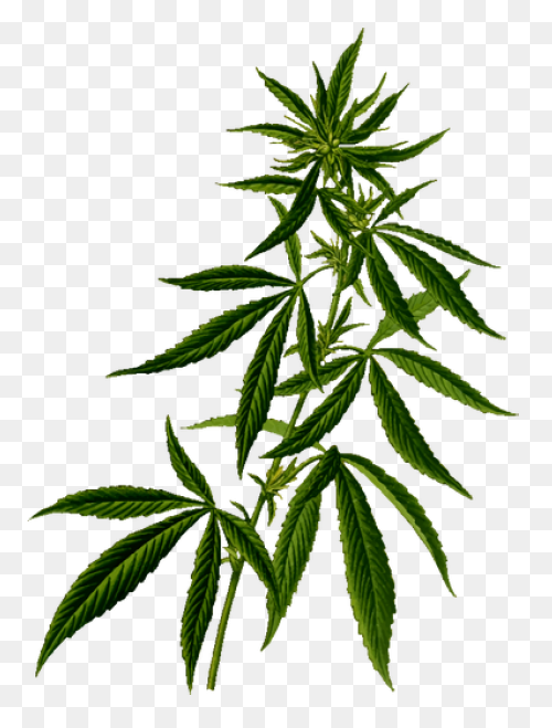 Cannabis Silhouette | Public Domain - Cannabis