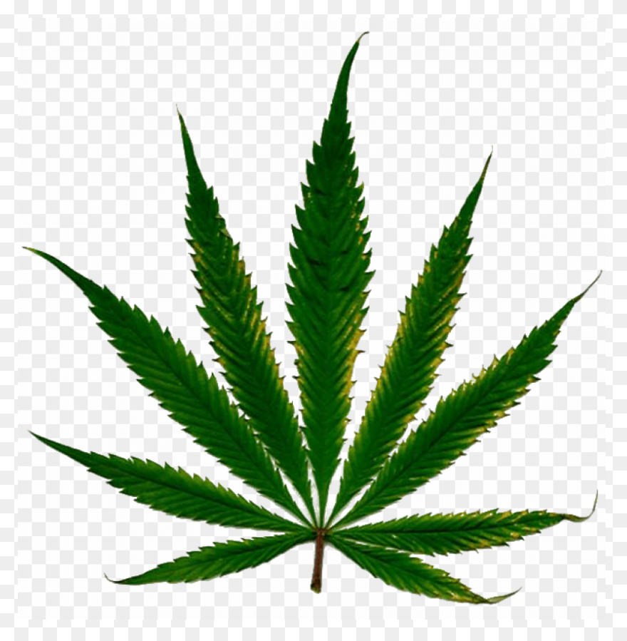 600  Free Cannabis & Marijuana 
