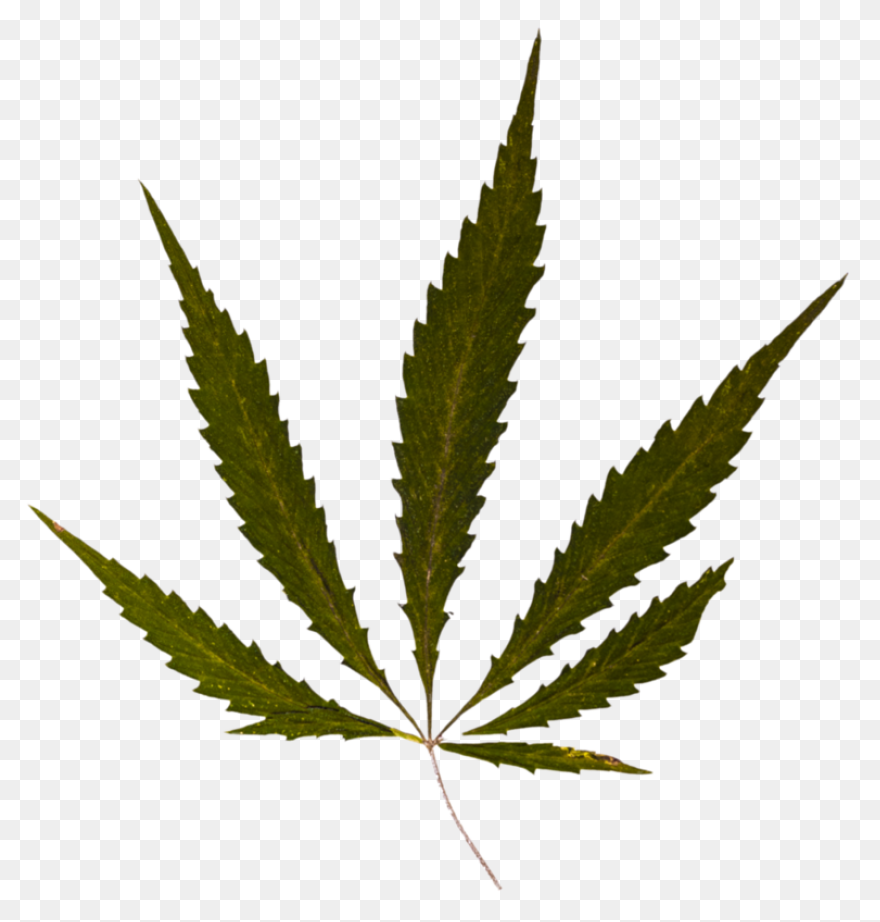 600  Free Cannabis & Marijuana 